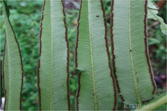 Angiopteris helferiana